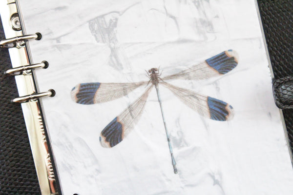Dragonfly "Helicopter Damselfly" Vellum Minimal Planner Dashboard - East Street Paper Co.